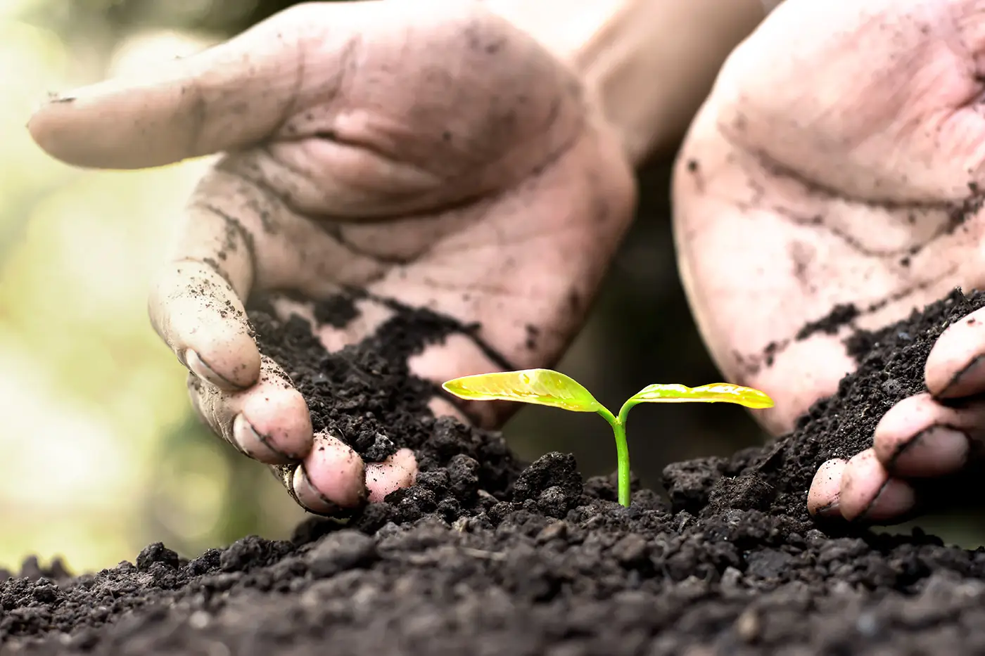 Agrar Klimesch Symbolbild für ökologische Nachhaltigkeit: Zwei Hände, die vorsichtig eine Jungpflanze mit Erde halten.